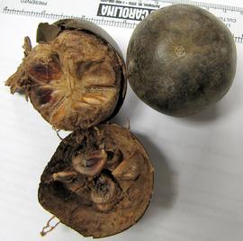   Fruit:   Siraitia grosvenorii , dissection of fruit showing seeds; Photo by A. Margina, USDA APHIS PPQ, imageID.idtools.org
